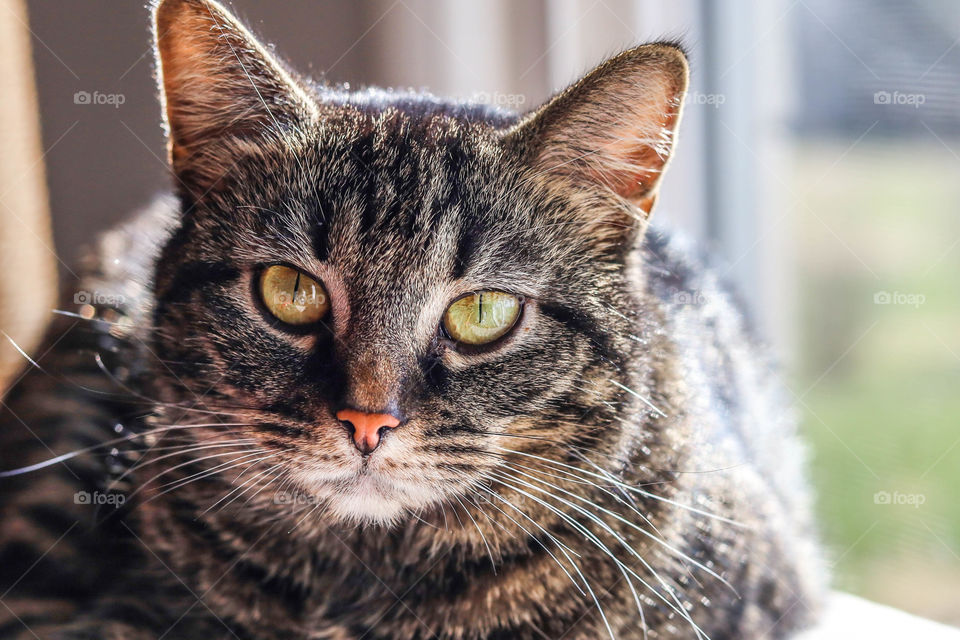 Beautiful cat sitting by the window