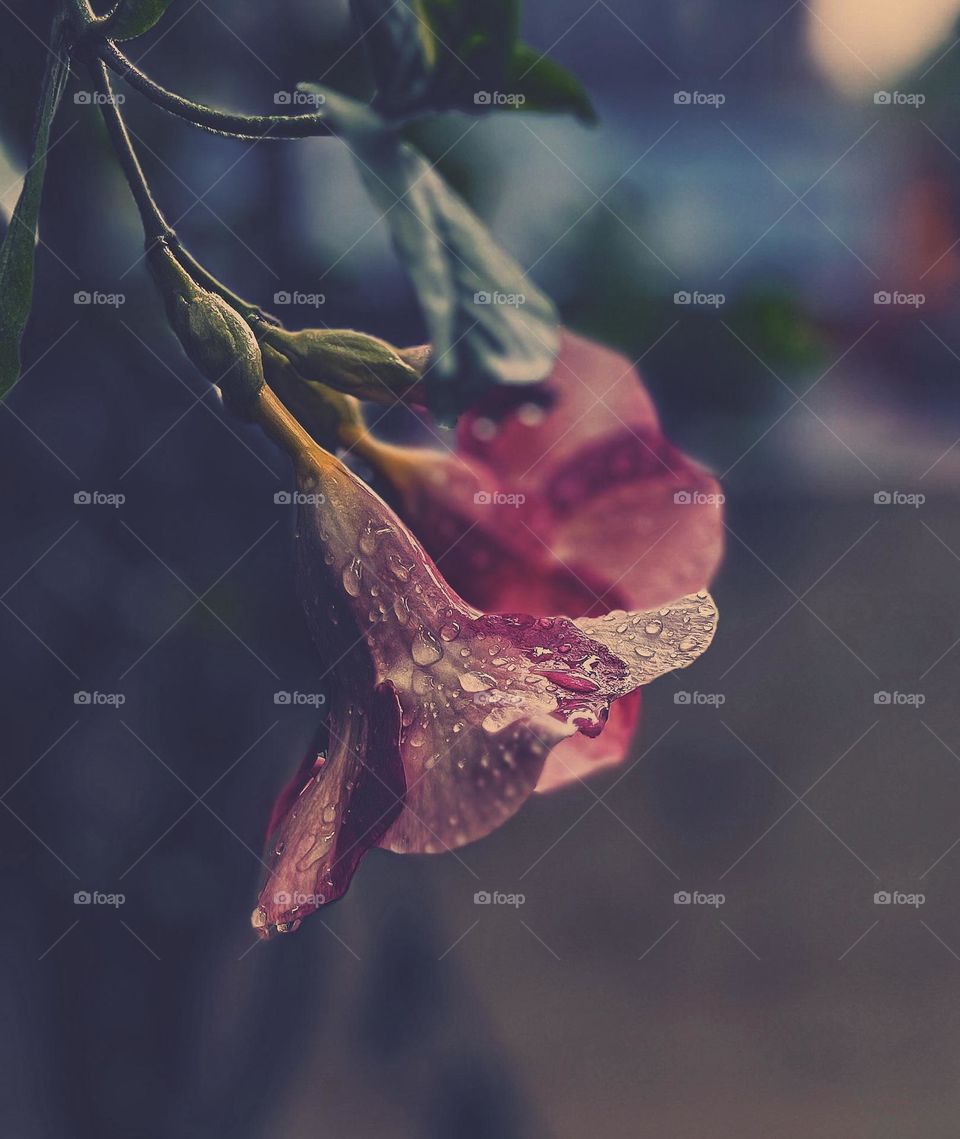 Flower photography - Allamanda - With rain water drops 