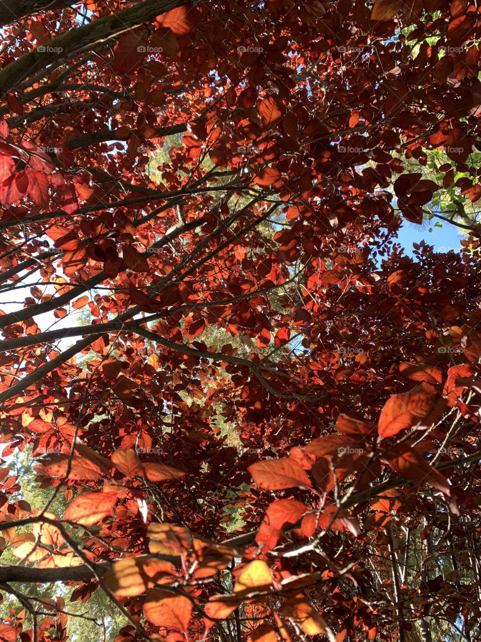 The leaves have changed 