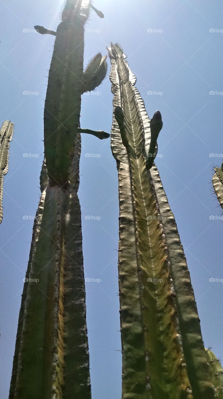PLANT BUTTONS CACTUS FLOWERS