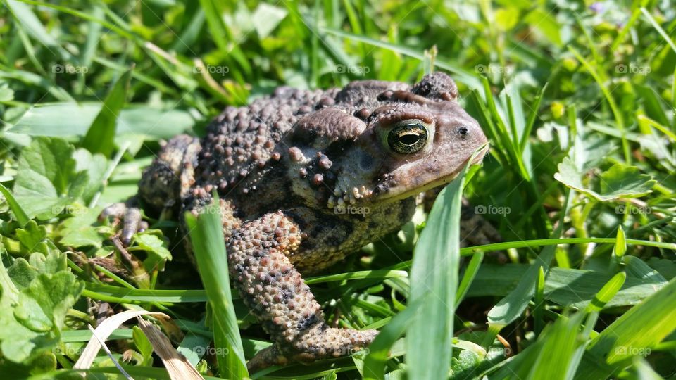 Toad in the wild
