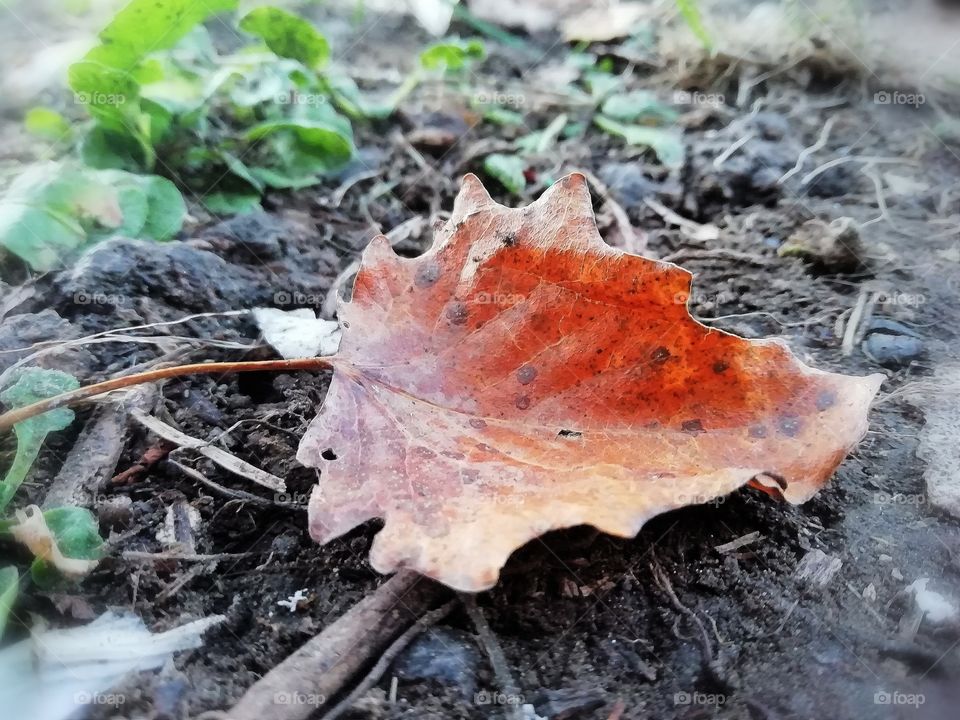 First signs of autumn.