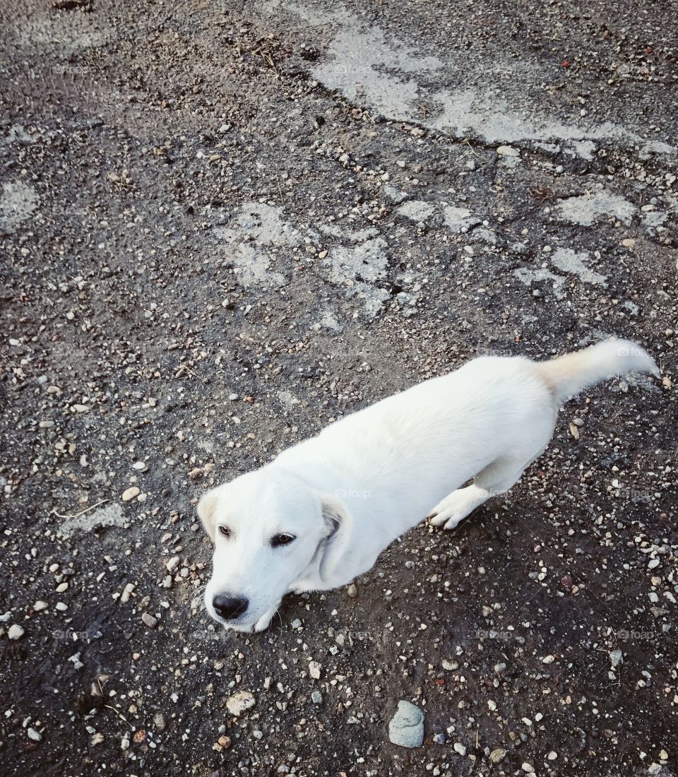 White Labrador 
