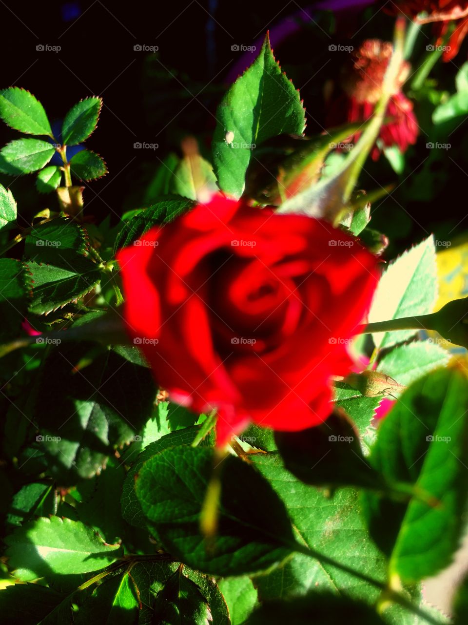 Ermosa flor roja