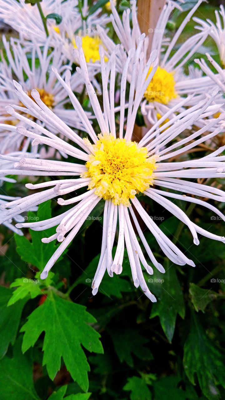 Although Malar's flowers are stale, her dignity never diminishes. - Mark Twain