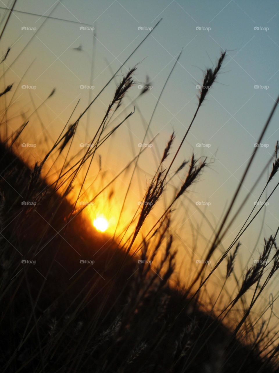 Sun, Sunset, Cereal, Wheat, Dawn