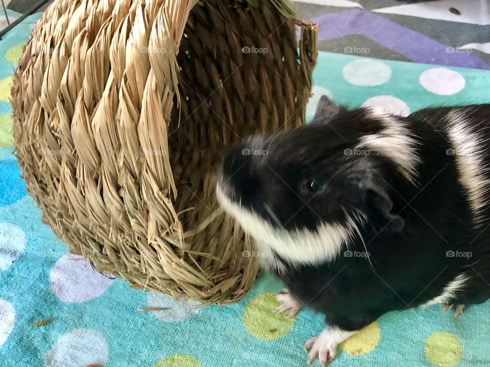 Playing with hay-shack Timmy boy  