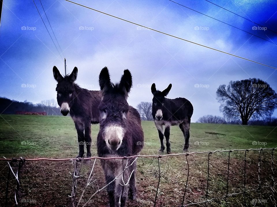 3 Amigos. Donkeys come in 3's.