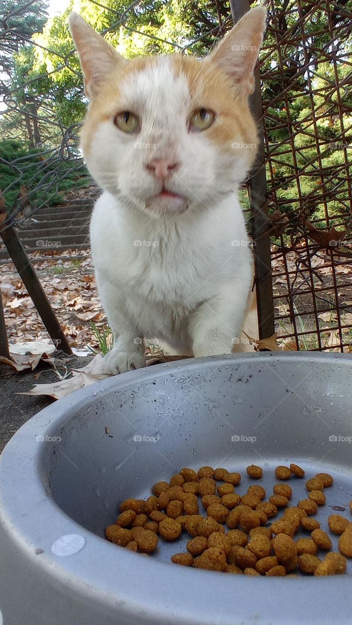 cat being fed / alimentando a un gato