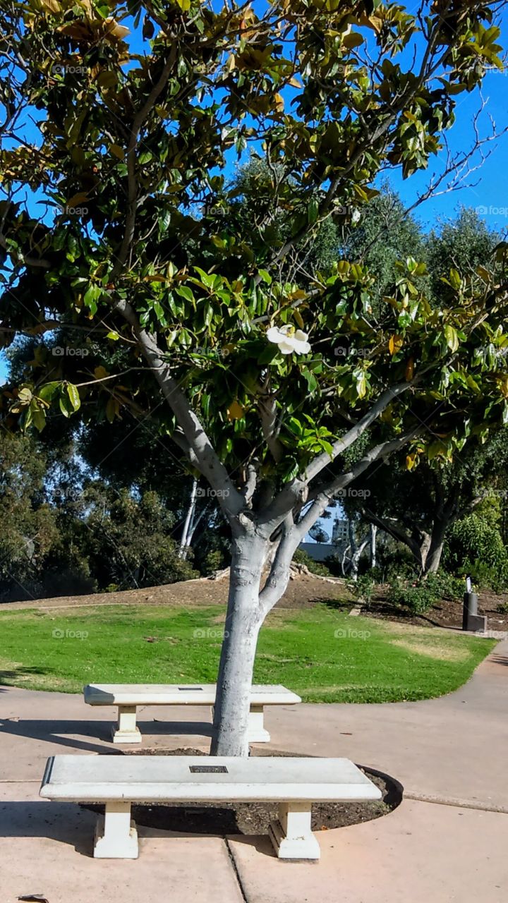 Mature magnolia tree graces a park bench in the Inez Grant Parker Memorial Rose Garden in Balboa Park, San Diego California