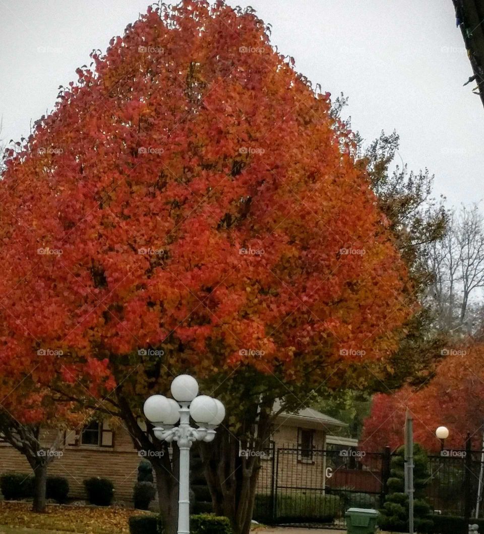 Brilliant Autumn Tree