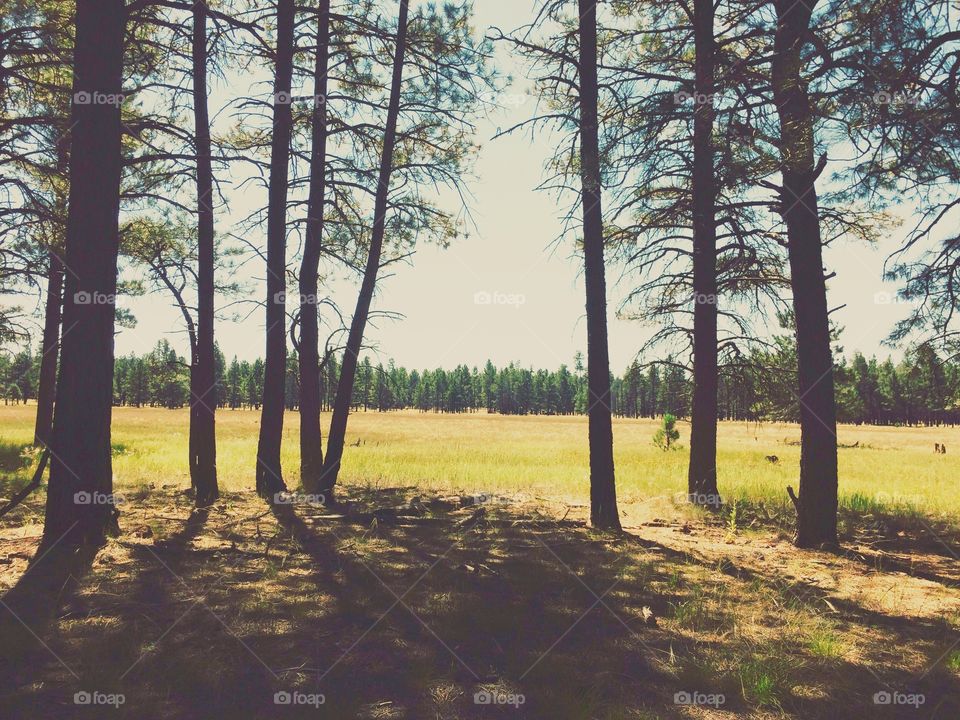 Pine trees growing on field