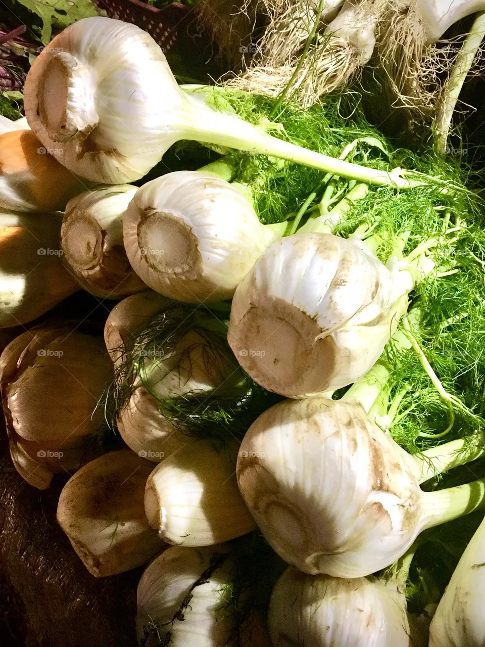 fennel