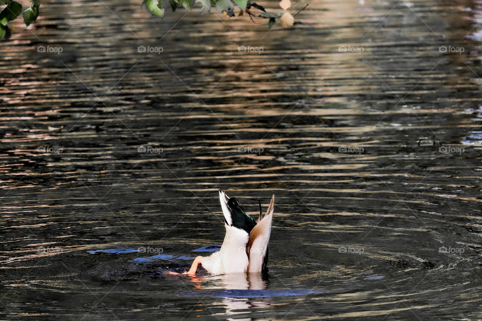 duck in the water