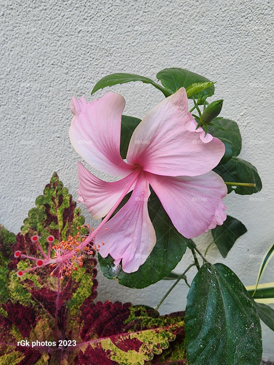 pinky hibiscus