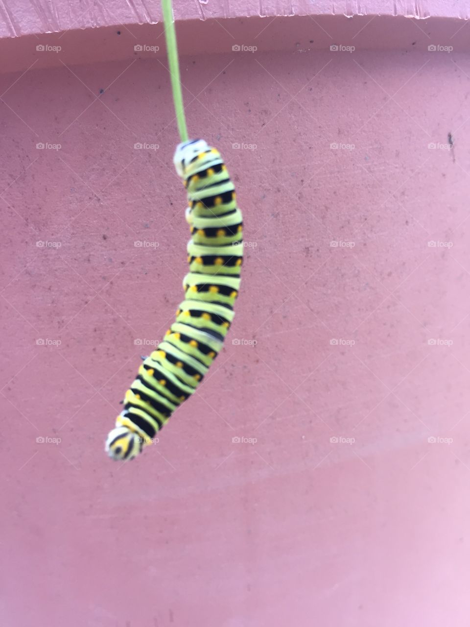 Caterpillar 
