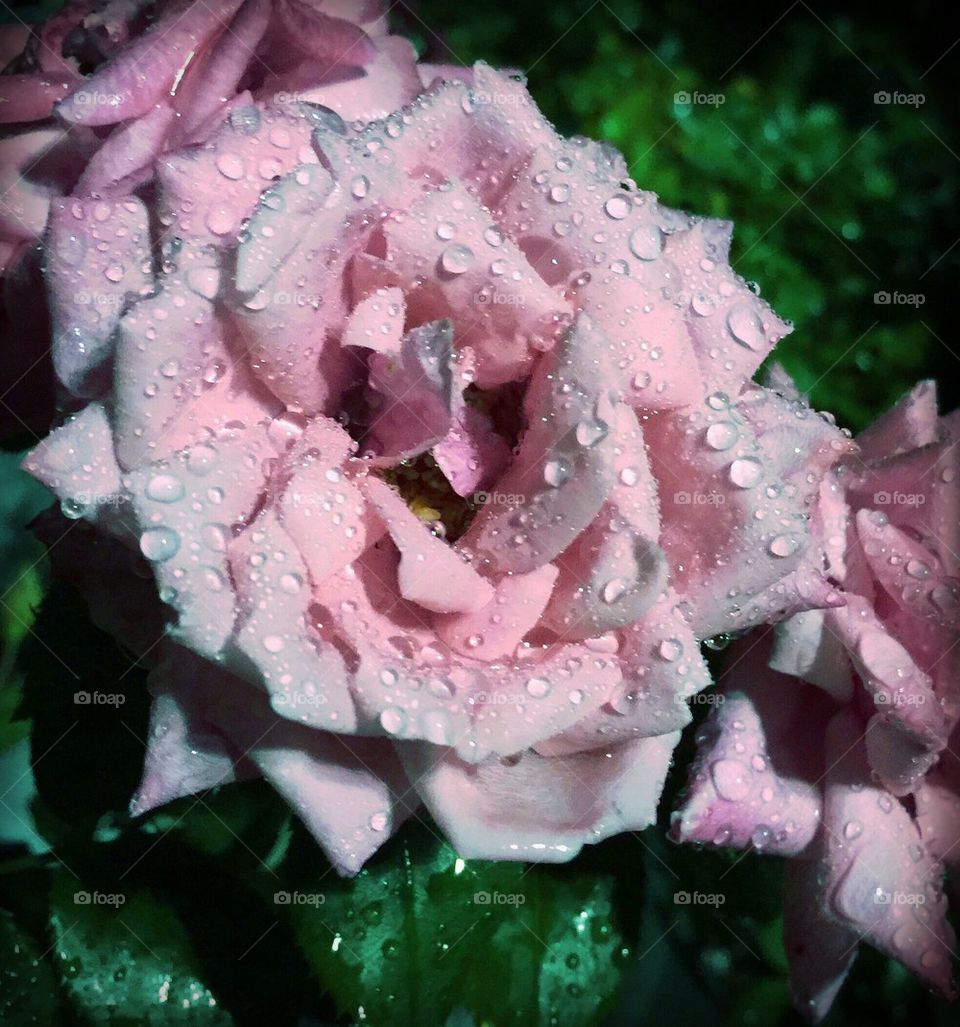 Silver and pink roses