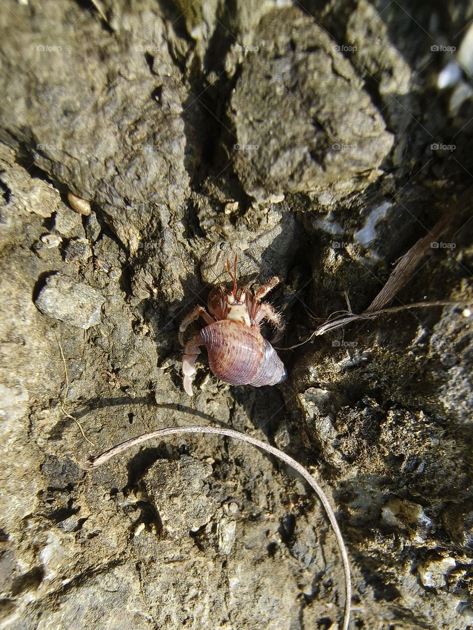 Hermit crab on a rock in the sea, closeup of photo