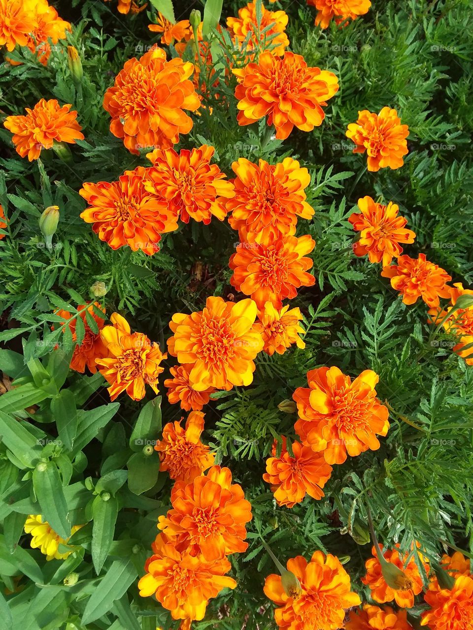 marigolds
