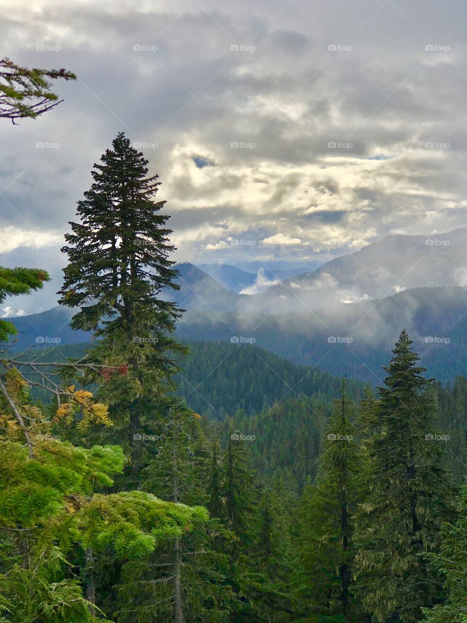 Evergreen Forest Valley Landscape