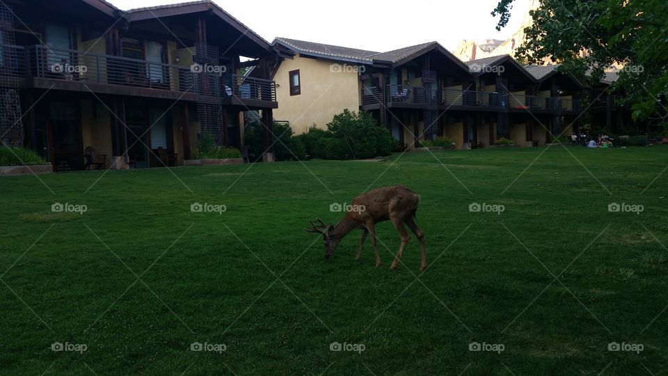 Deer in Zion Park, Utah, USA
