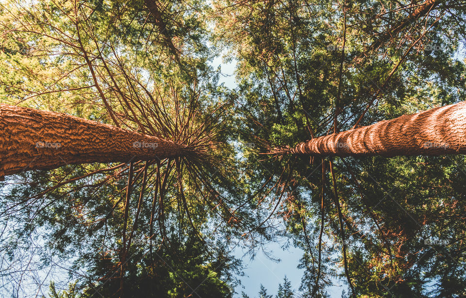 Fir Trees from Below