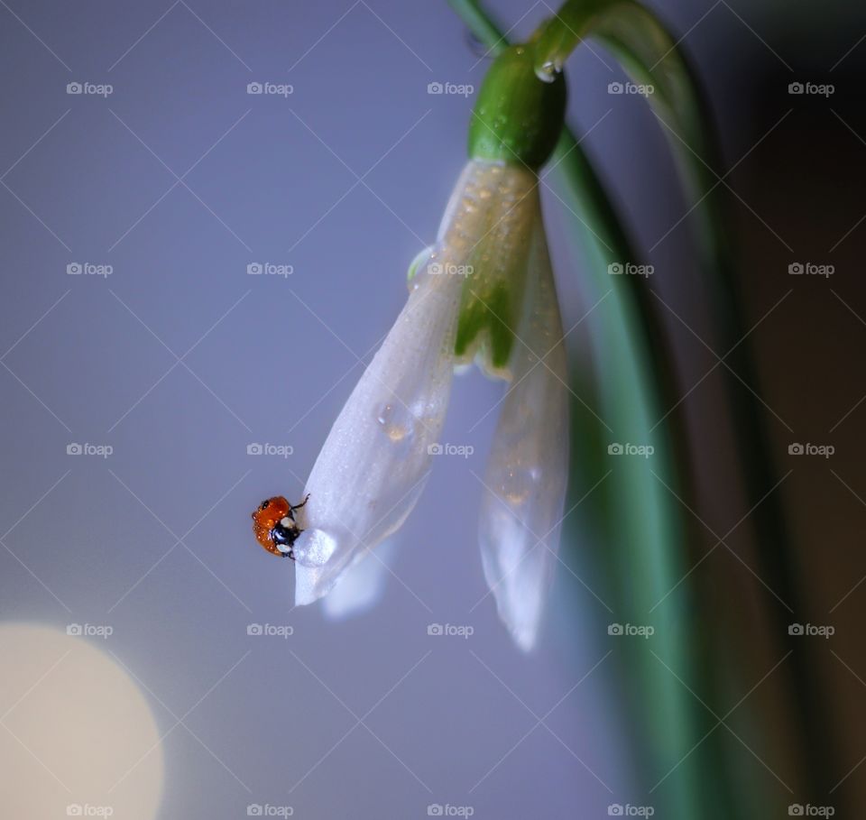 Ladybug on snowdrop 