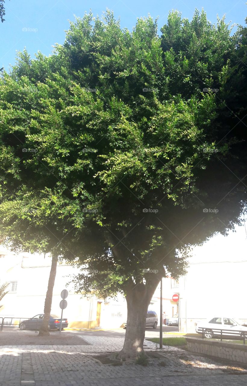 tree