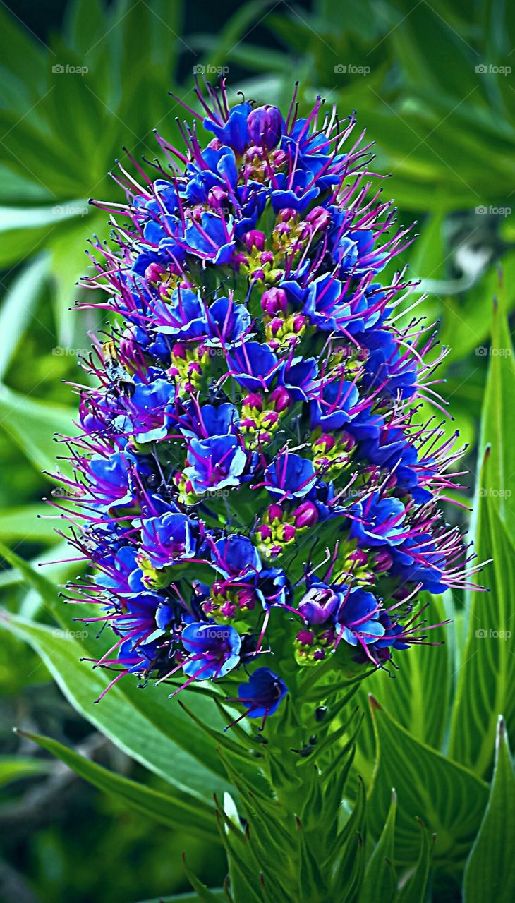 PLANT, GARDEN, LEAVES, FLOWERS, ENVIRONMENT.Blumen