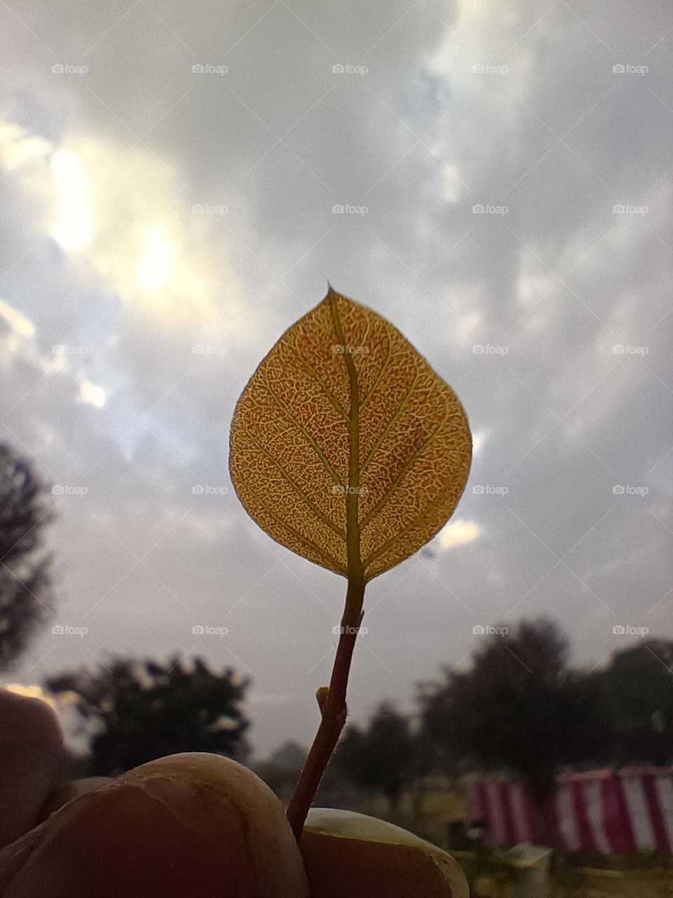leaf