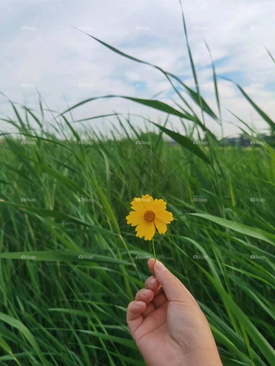 A little flower in the green