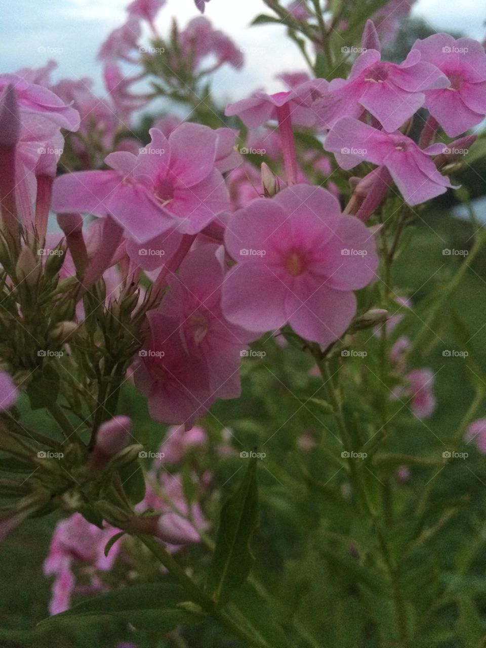 Pretty Purple Porch Flowers