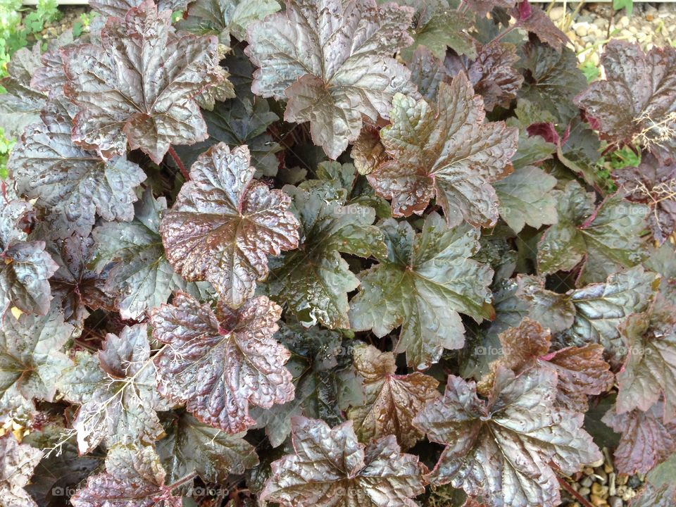 Foliage with purple leave. Close up of foliage with purple leaves