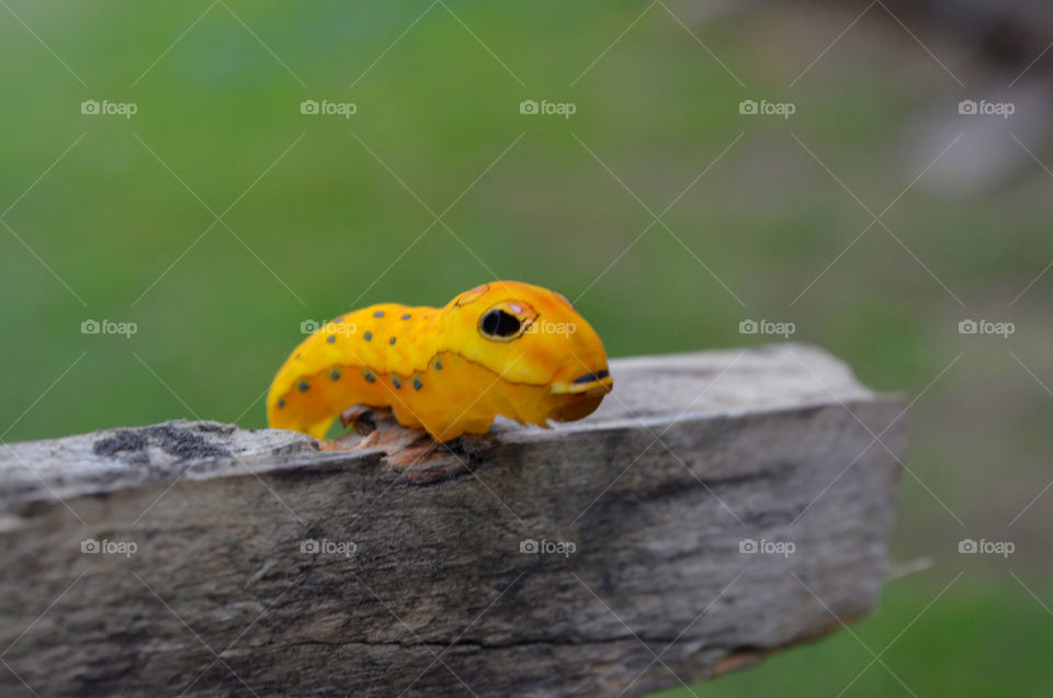 Hello Little Guy ( Series )