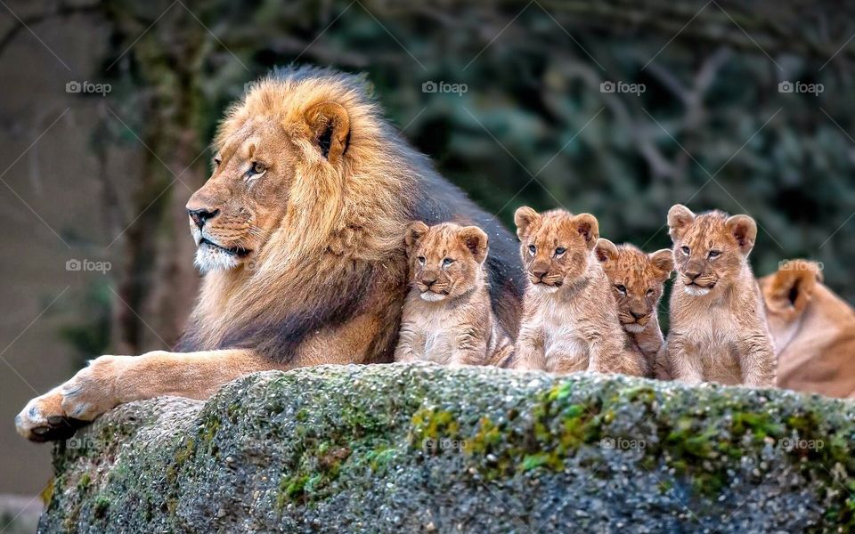 Lion with his cubs