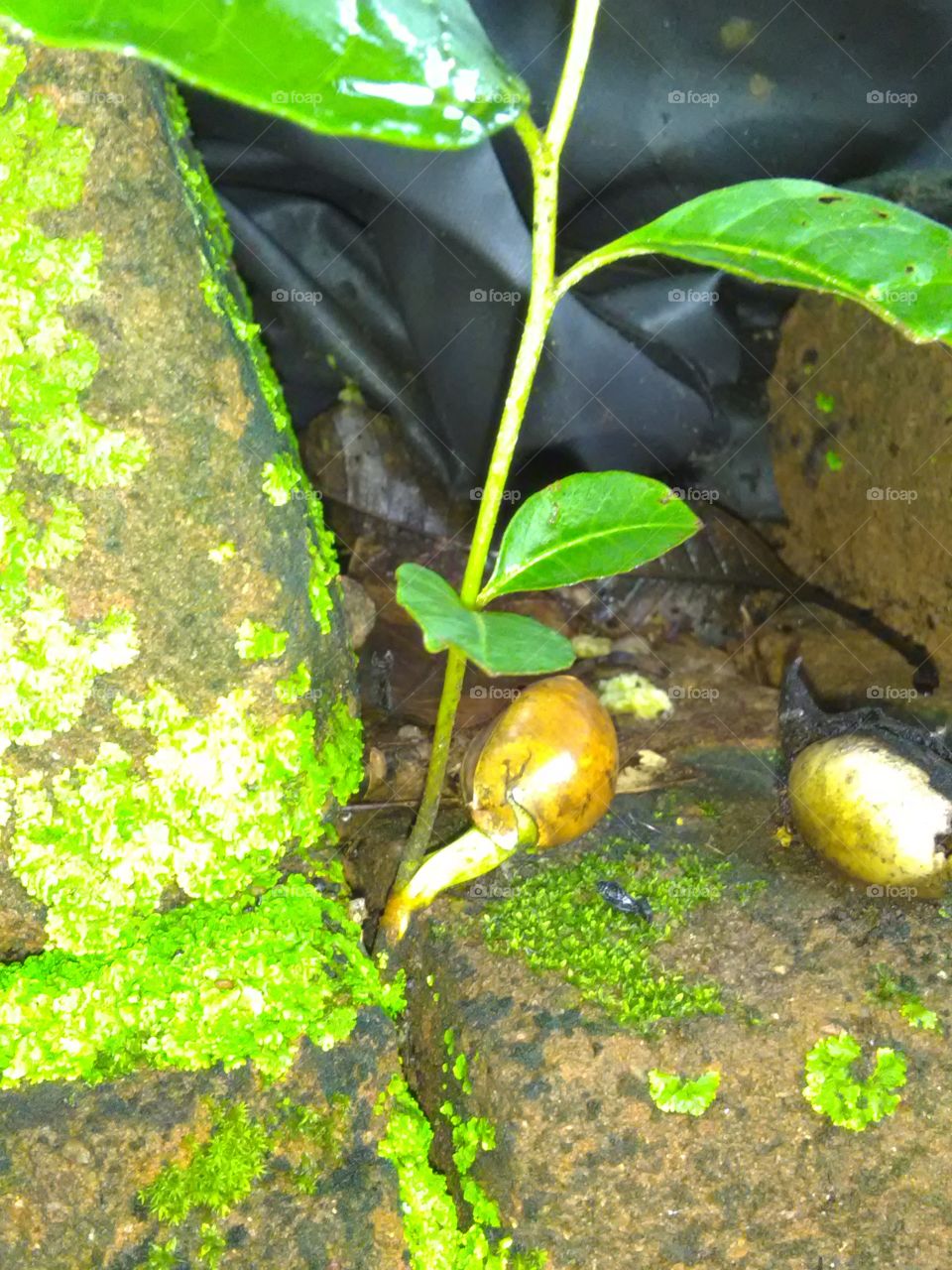 Smoll seed made a bigger tree they are give foods.