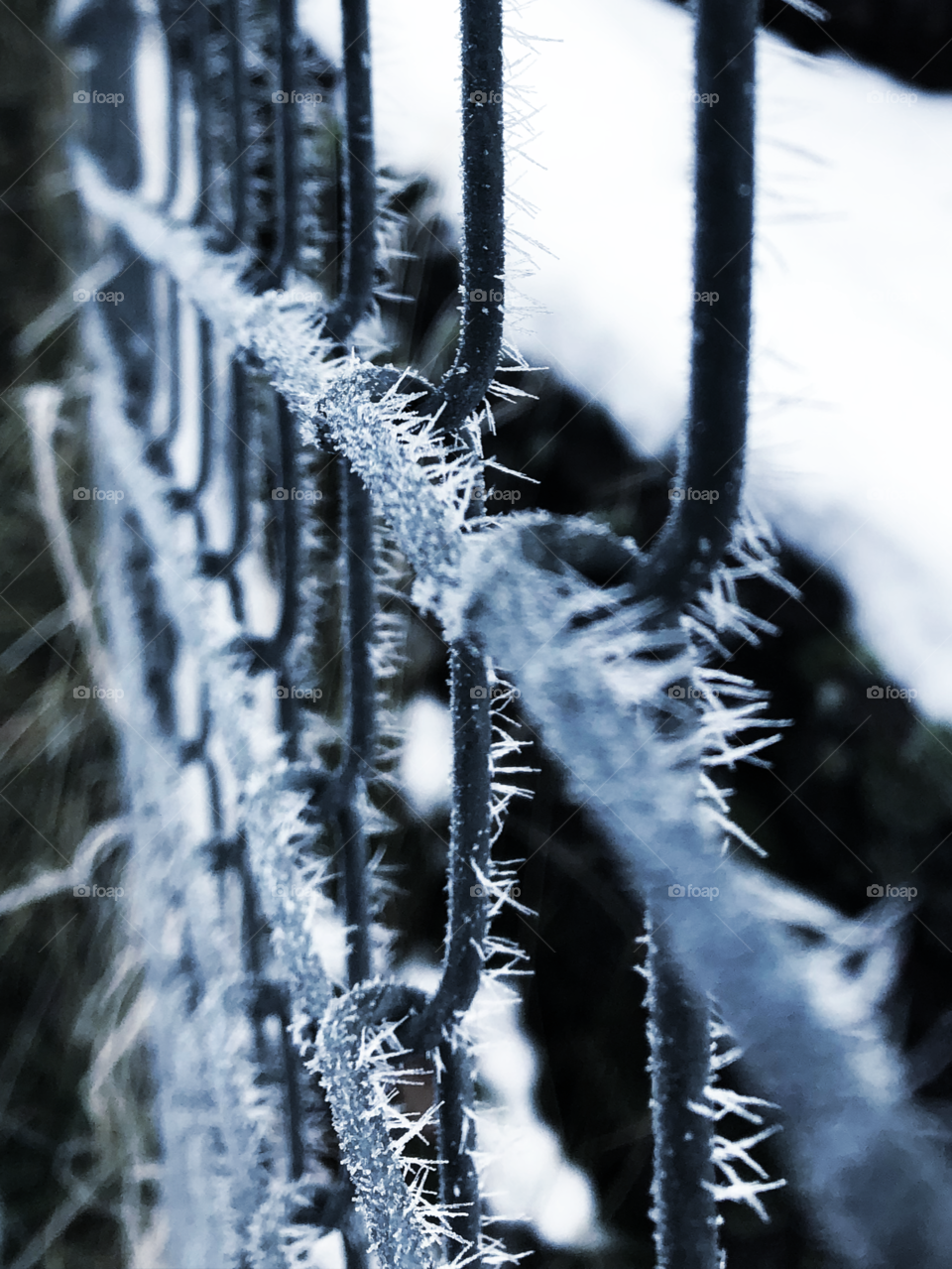 Frost on a fence