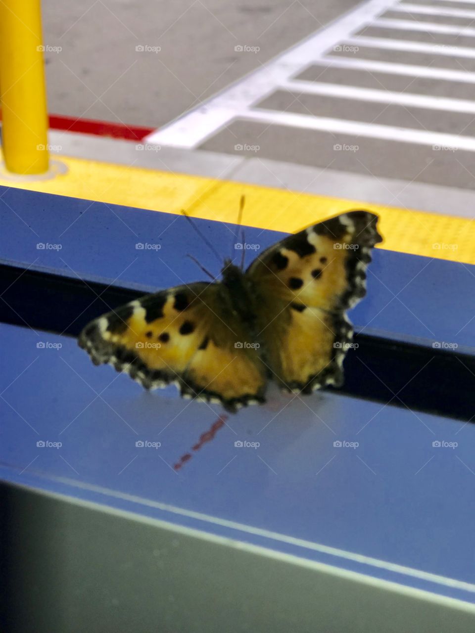Butterfly in the store I was so excited 
