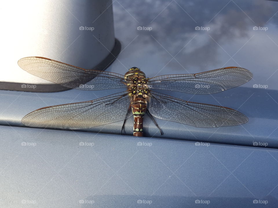 Close-up of dragonfly