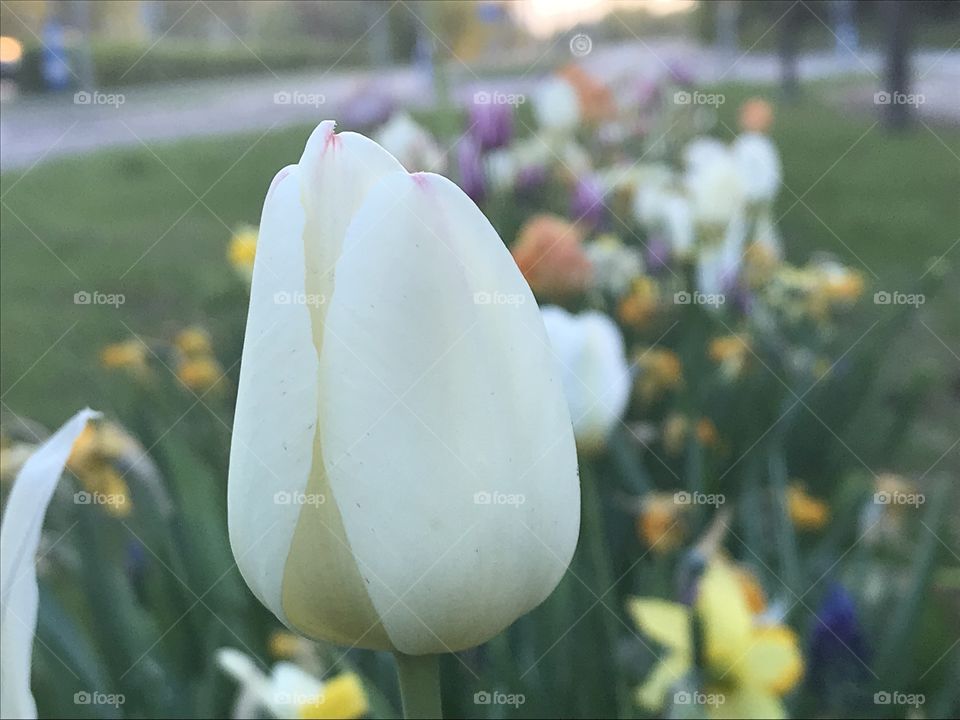 Spring tulips in bloom