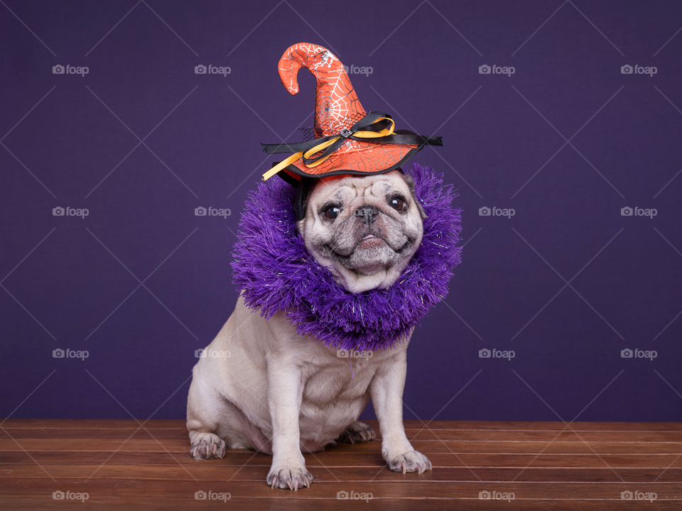 Pug in Halloween costume