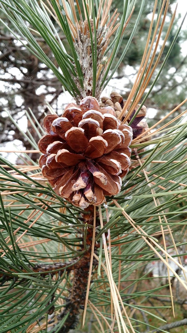 pine cone
