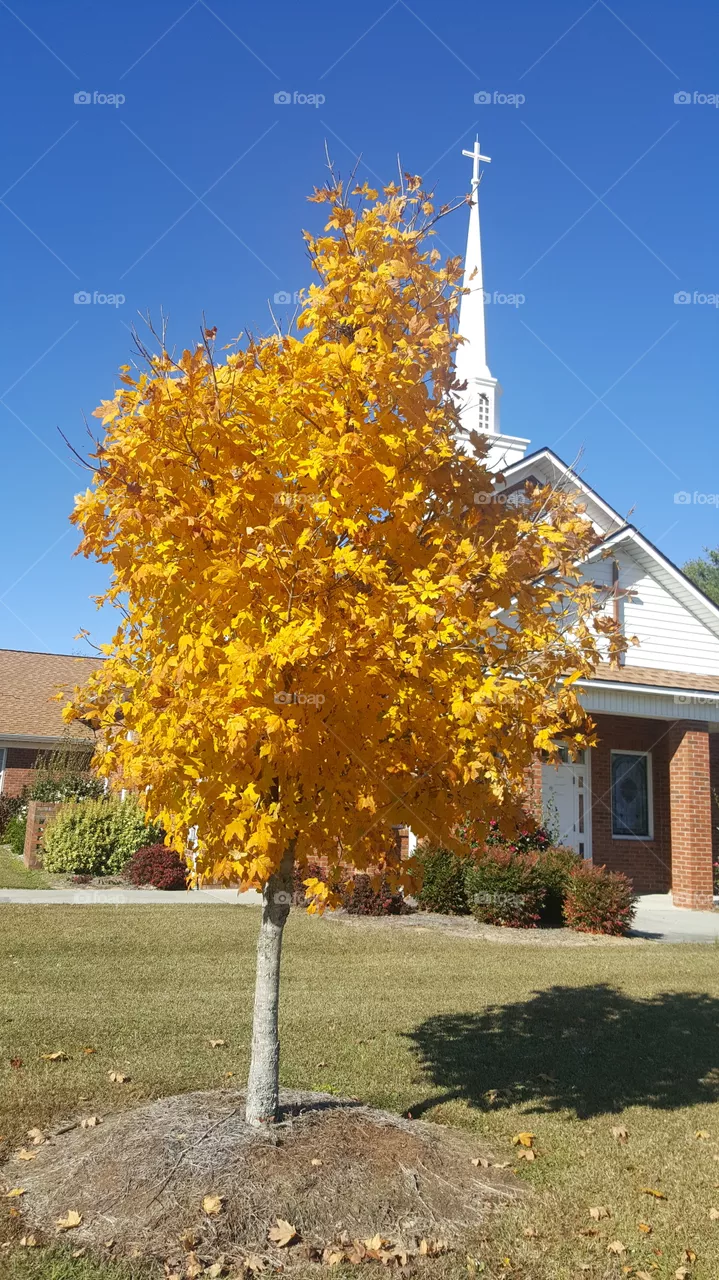 Yellow Leaves