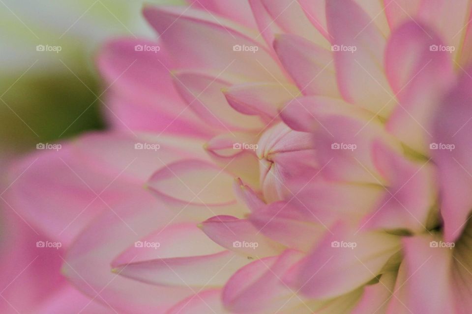 Pink Dahlia. A close up image of a pink and white dahlia flower.