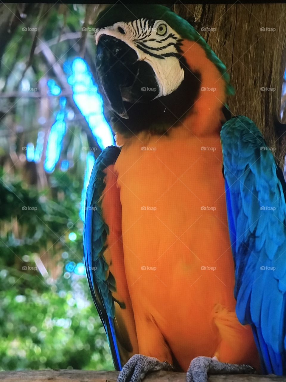 Awesome wild Parrot 