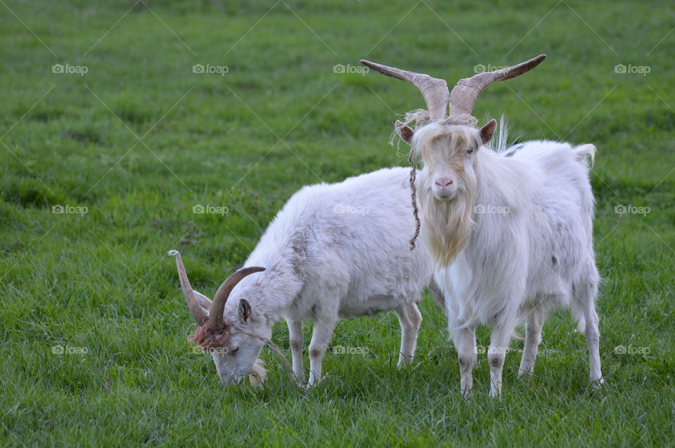 couple of goats