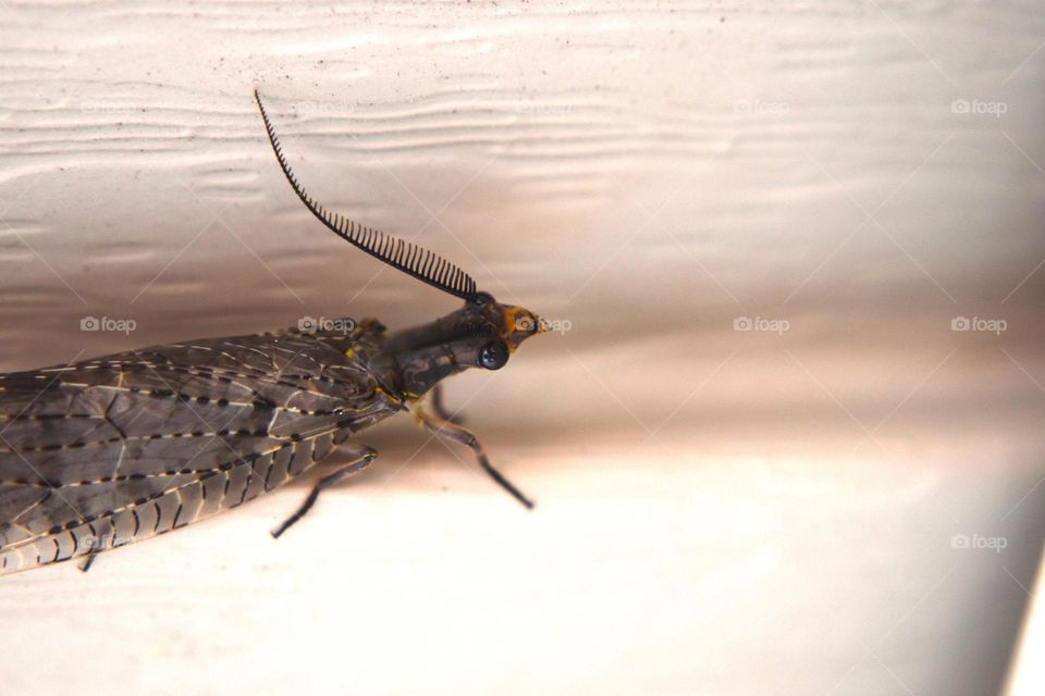 A moth watches the camera while hiding from the sun
