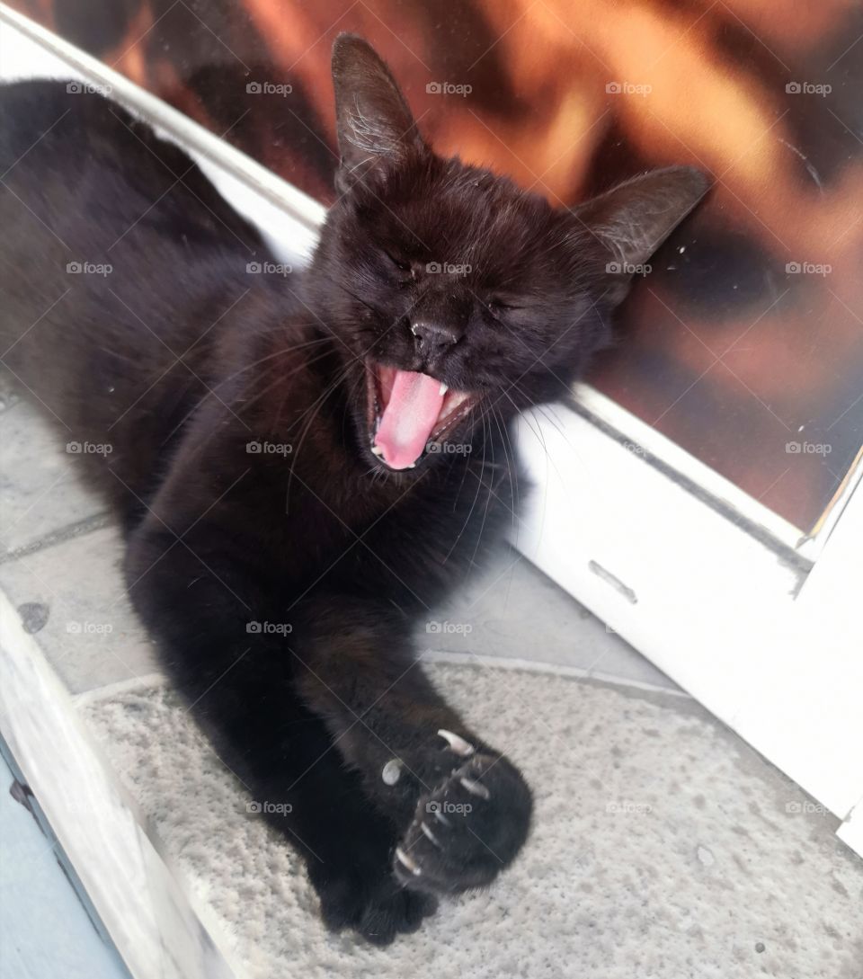 Cat outdoor street alone homeless day view kitten