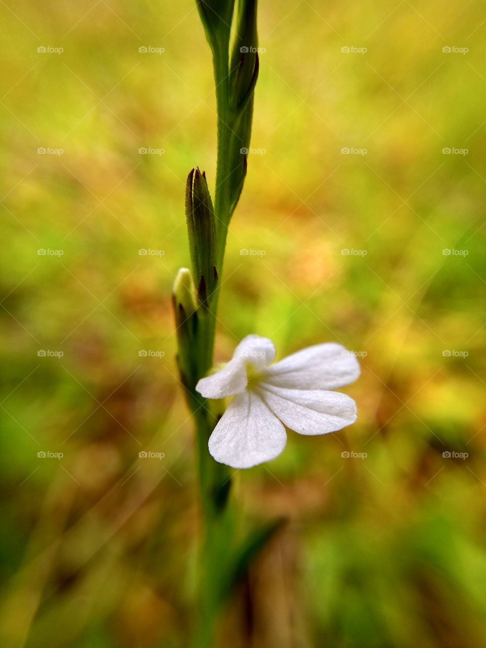 Flower plant of a kind of grass.
