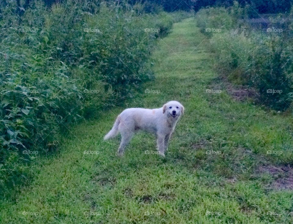 Three Legged Rescue, Happy for Morning Walk